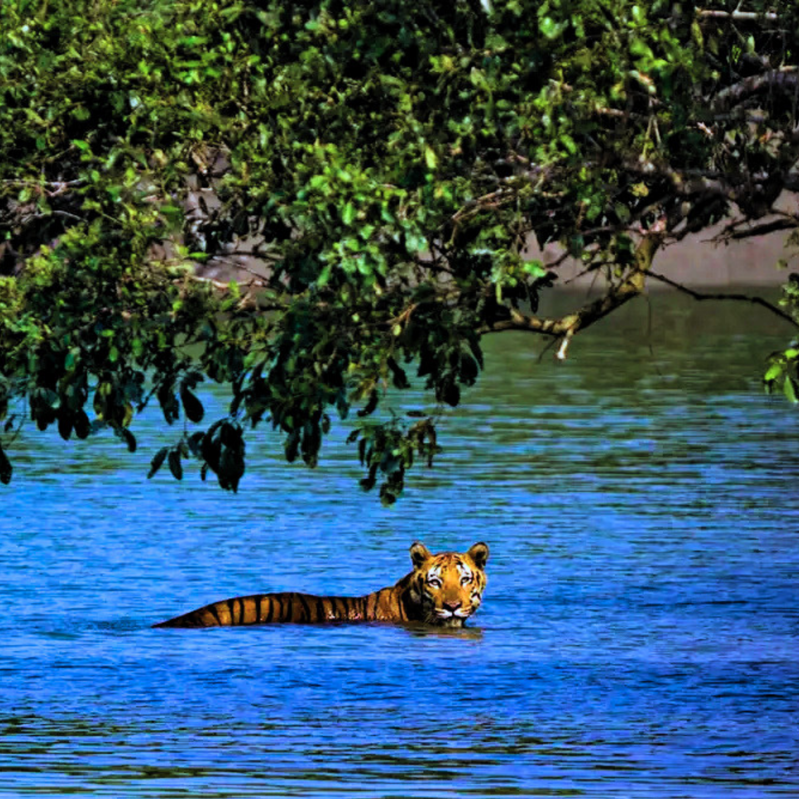 Sundarbans