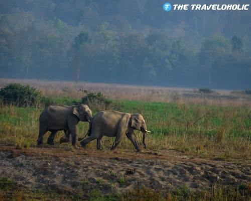 3 Nights 4 Days Jim Corbett Tour Package from Delhi – Forest Stay, Wildlife & Riverside Calm