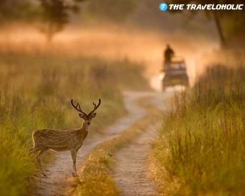 4 Nights 5 Days Jim Corbett (2N) + Nainital (1N) + Bhimtal (1N) Tour Package