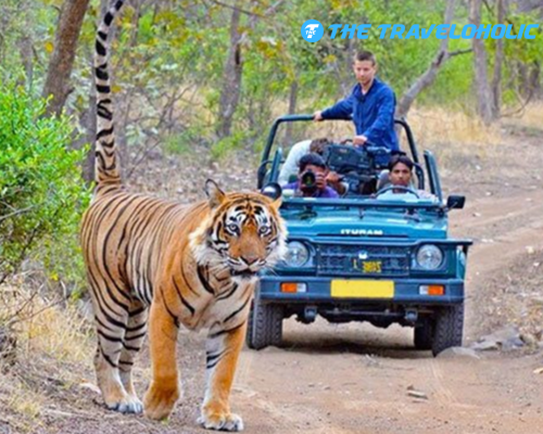 1 Night 2 Days Jim Corbett Tour Package from Delhi
