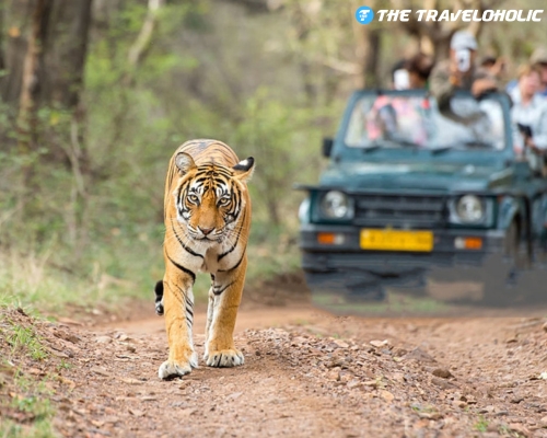 2 Nights 3 Days Jim Corbett + Nainital Tour Package from Delhi – Wildlife Meets Hill Charm