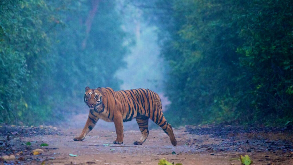 Scenic jungle landscape in Jim Corbett National Park with dense forests, wildlife safari vehicles, rivers, and natural greenery.
