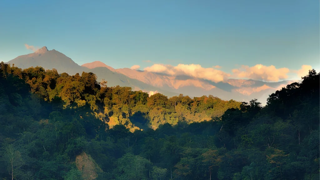 Dense rainforest landscape inside Namdapha National Park surrounded by mountains and rich wildlife habitat.