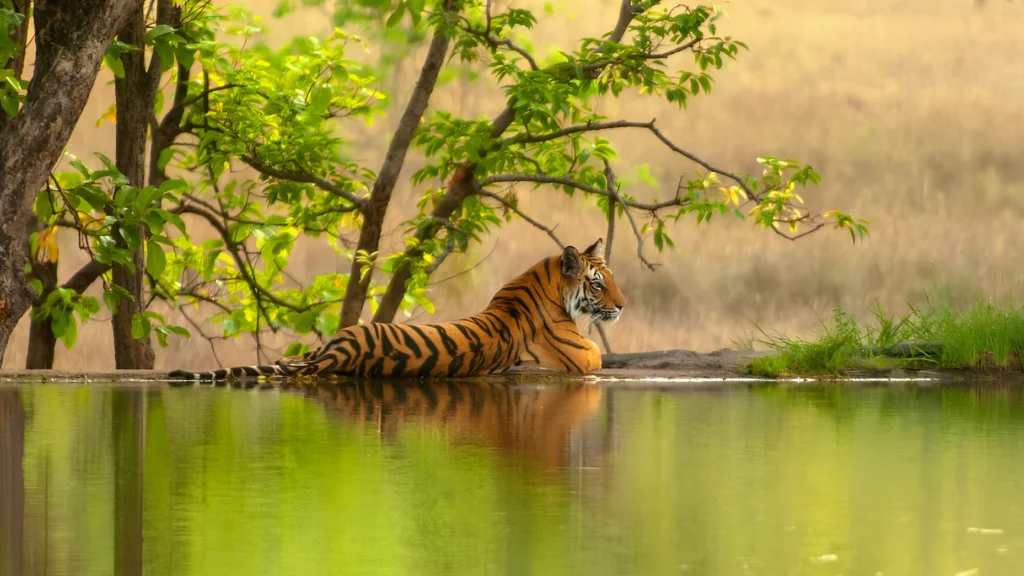 Royal Bengal tiger in Ranthambore National Park, Rajasthan.