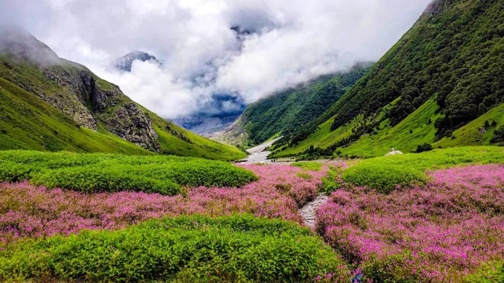 Colorful wildflowers blooming across the Valley of Flowers in Uttarakhand during monsoon.