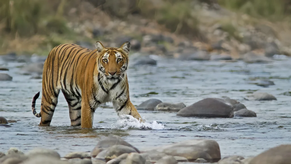 Jim Corbett National Park is a popular weekend trip from Delhi for wildlife safaris and luxury jungle resorts.